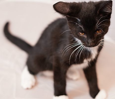 Adopt a friend: Sox